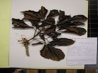 Herbarium sample